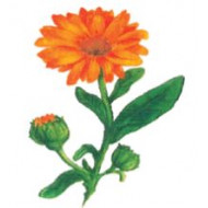 Vasi Calendula Gyógyszertár Bt. logó, embléma